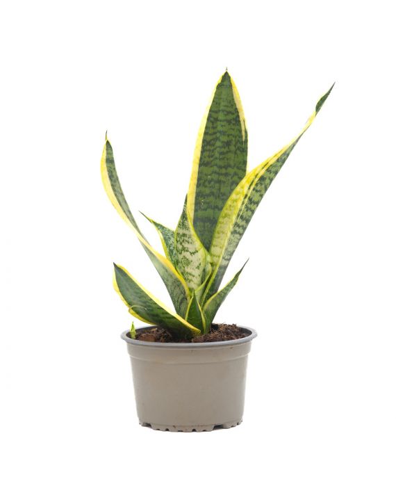 Sansevieria