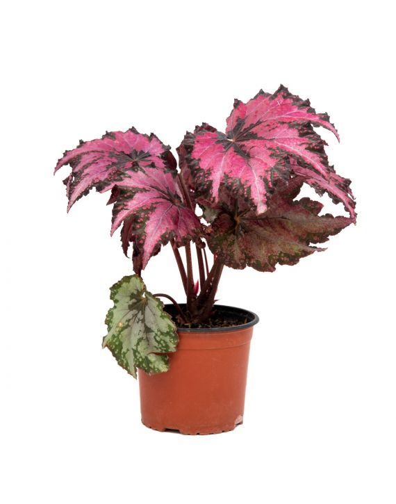 Begonia