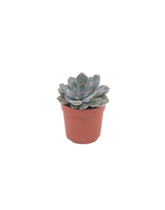 Suculenta Echeveria