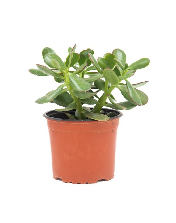 Planta Jade