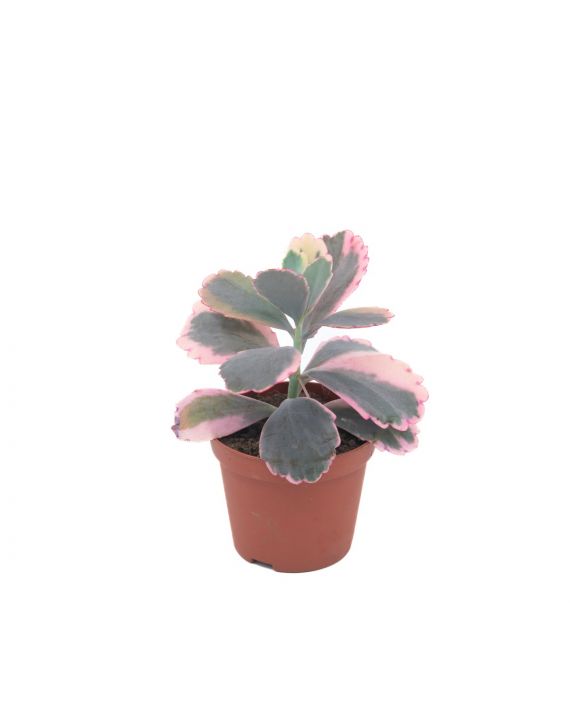 suculenta kalanchoe