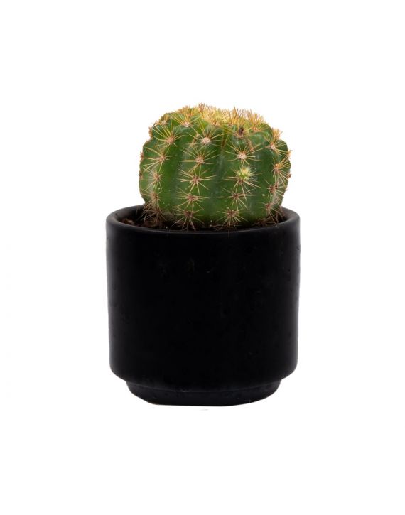 Maceta de cerámica con cactus