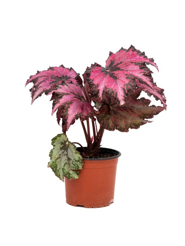 Begonia
