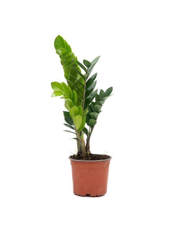 Zamiaculcas