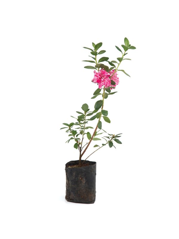 Azalea