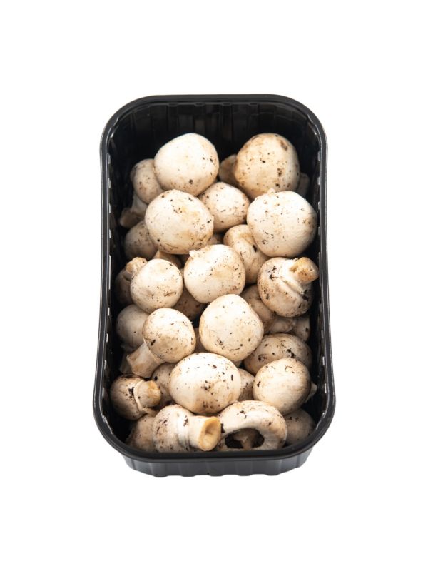Hongo champiñon blanco