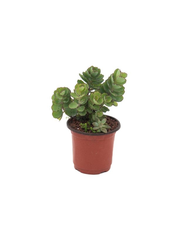 Kalanchoe laxiflora