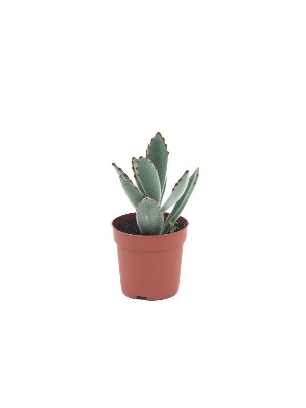 suculenta kalanchoe tomentosa baker