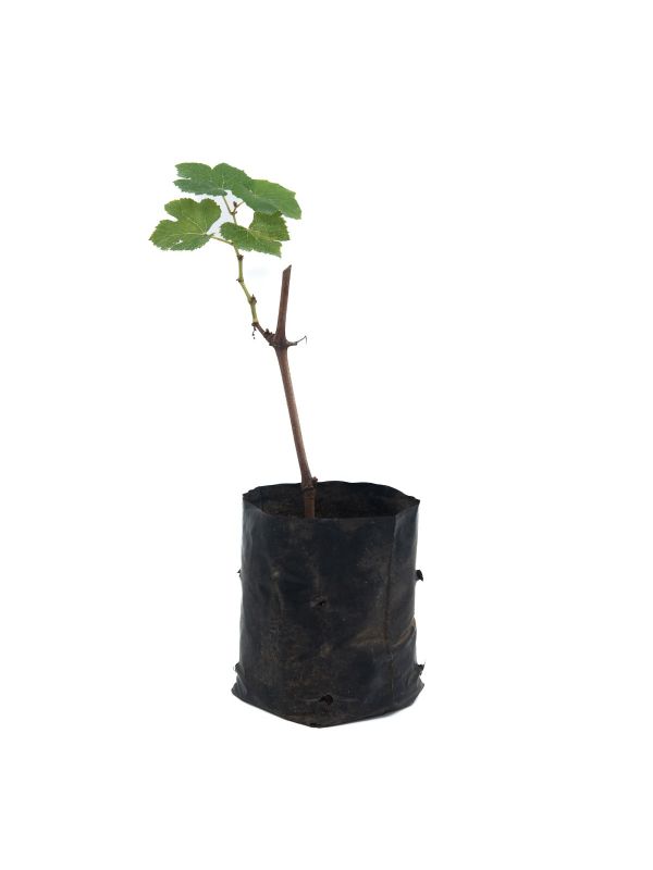 Planta de uva